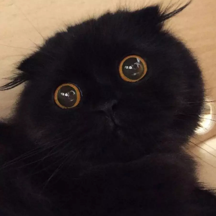喵~