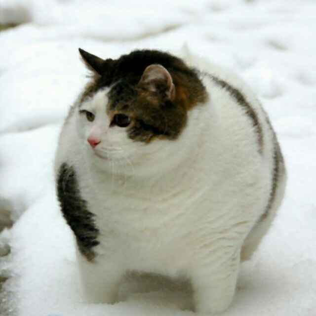 神様になった太い猫