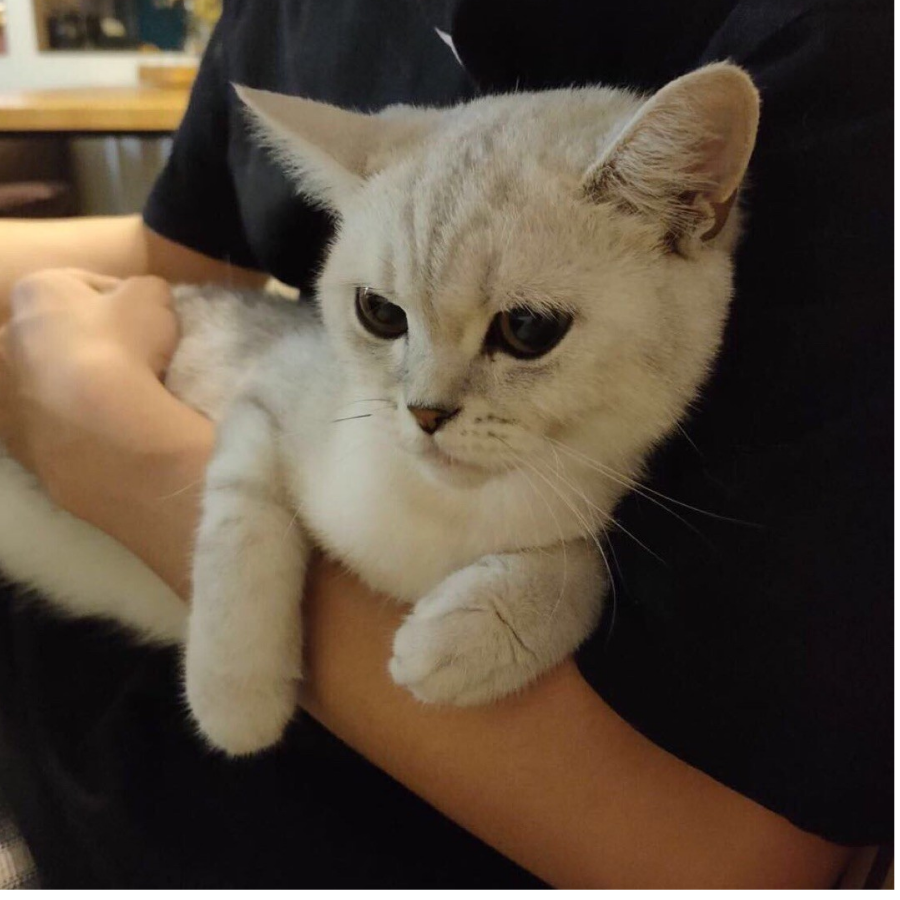 叶子