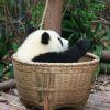 一只panda