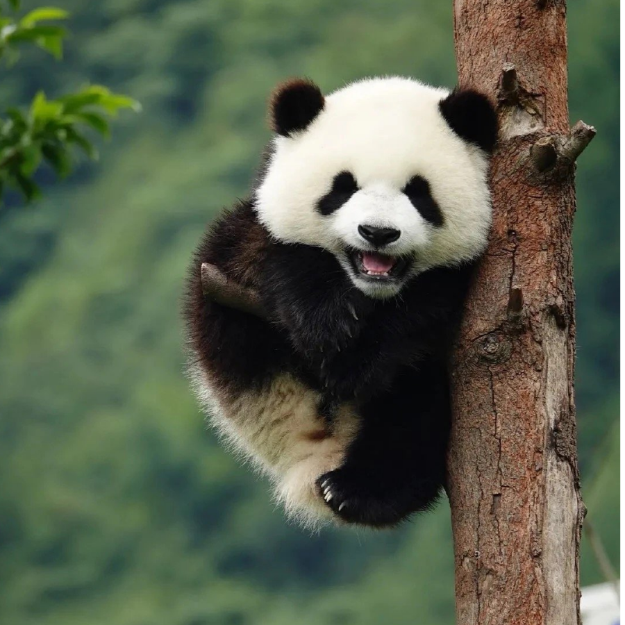 纳什么尼