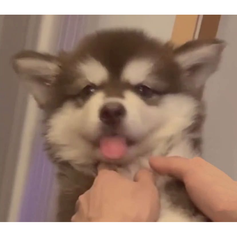 生命不止   贼心不死