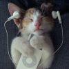 ☞寻狗的猫