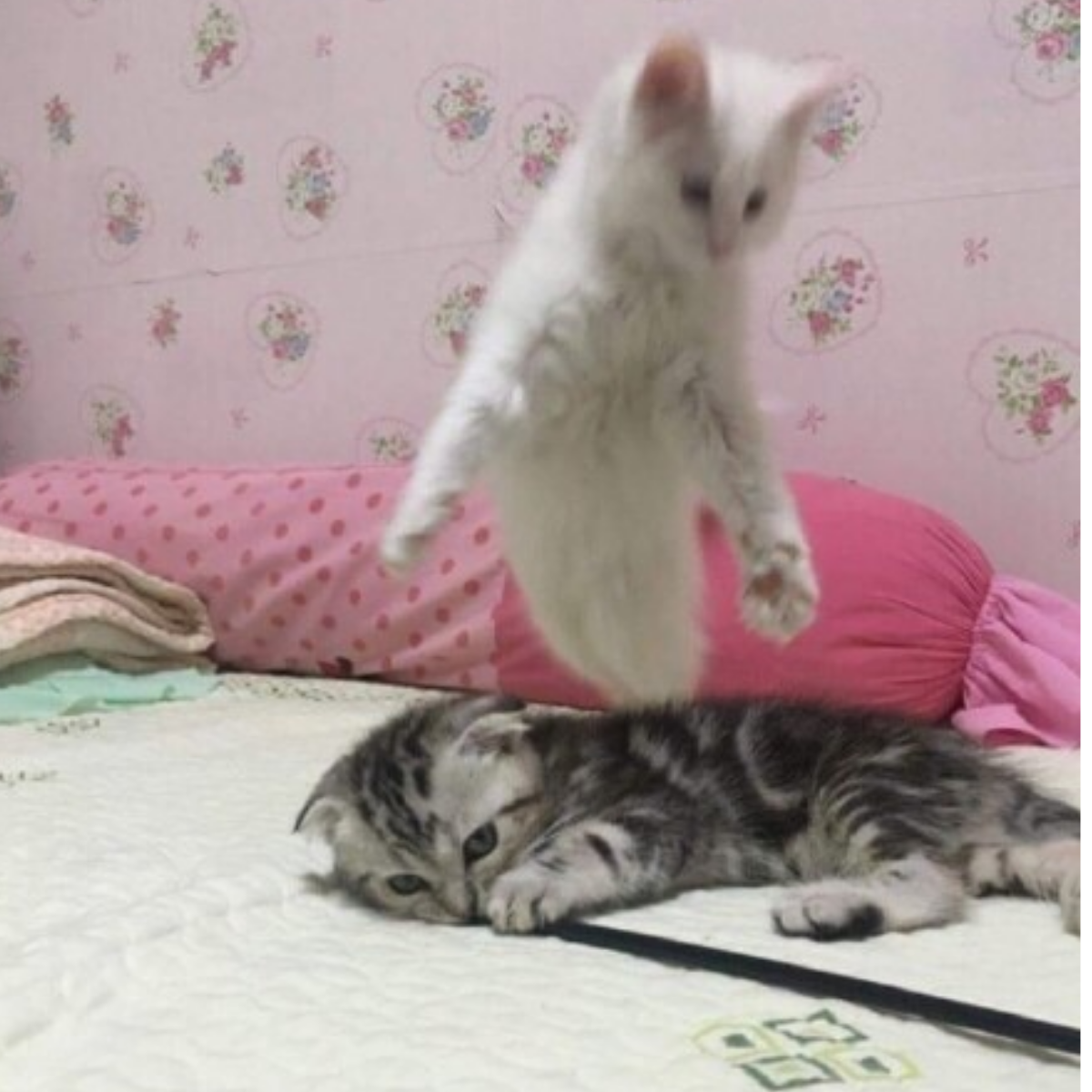 丶千羽