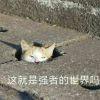 墙角上的猫与人字拖