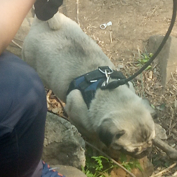 李五治     1805517