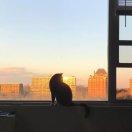 孤独患者