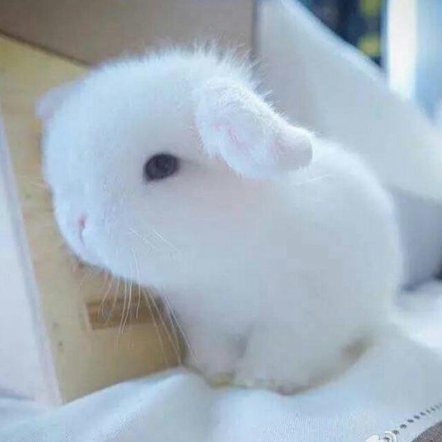 九尾轩辕