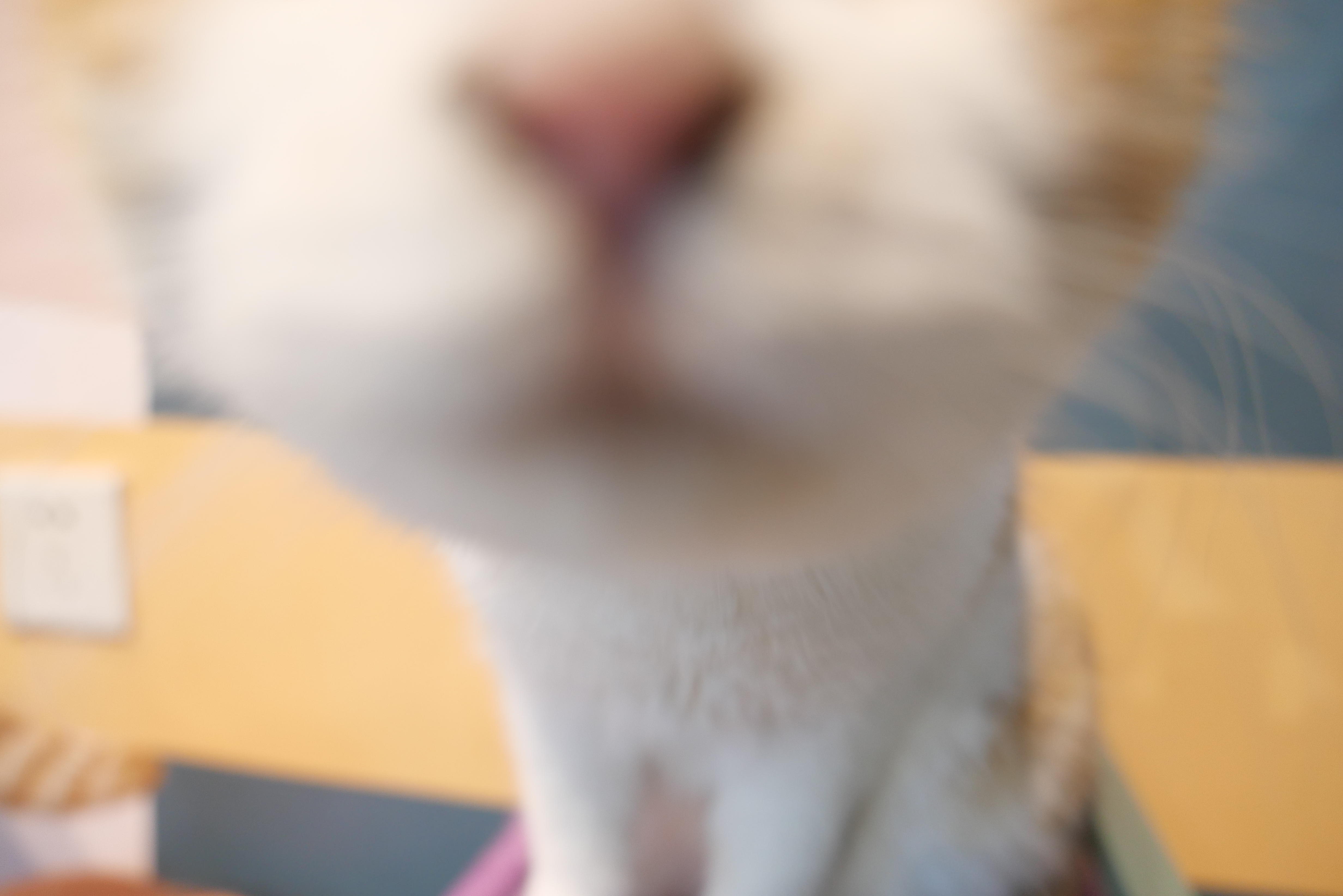 养猫糊口