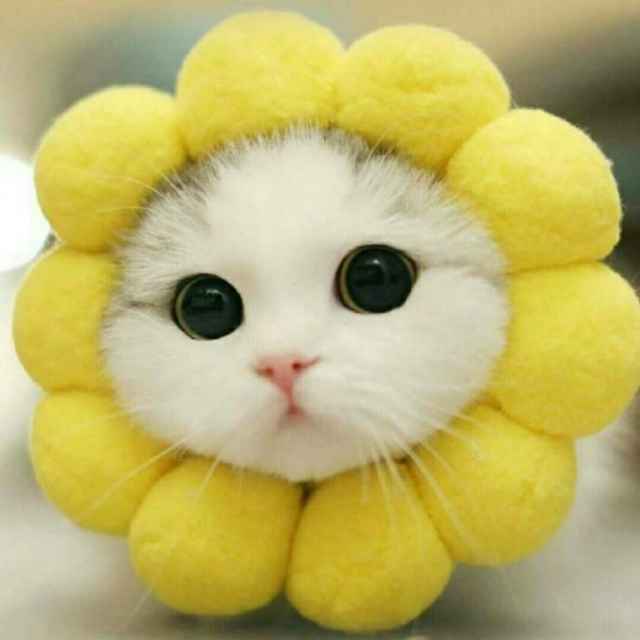 小P游悠