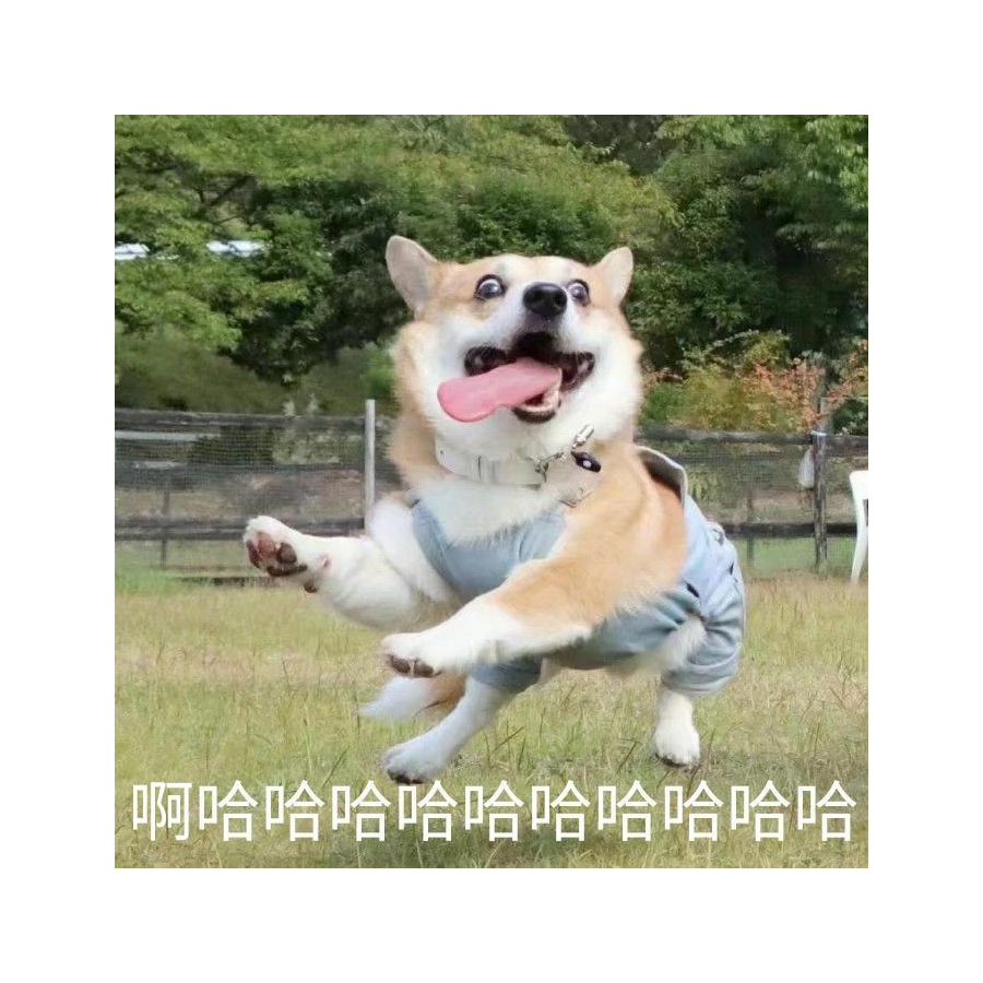 柯基汪