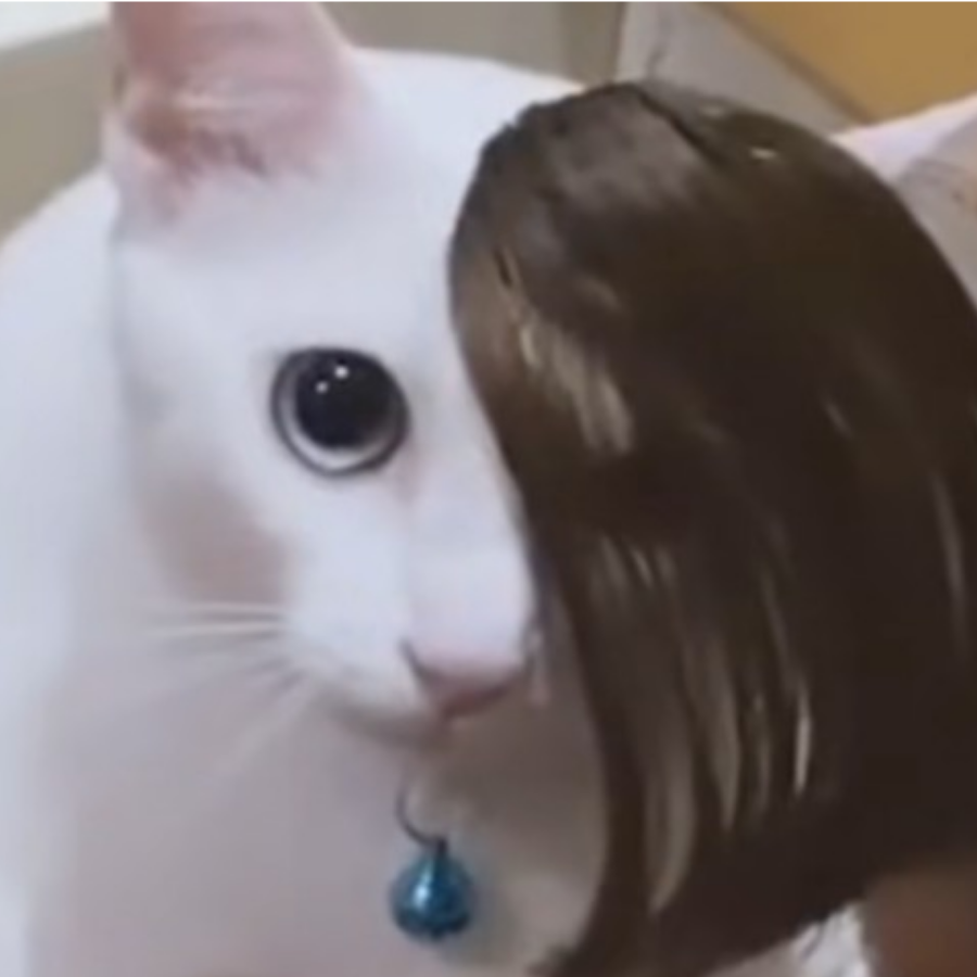 老猫