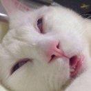 西、狂