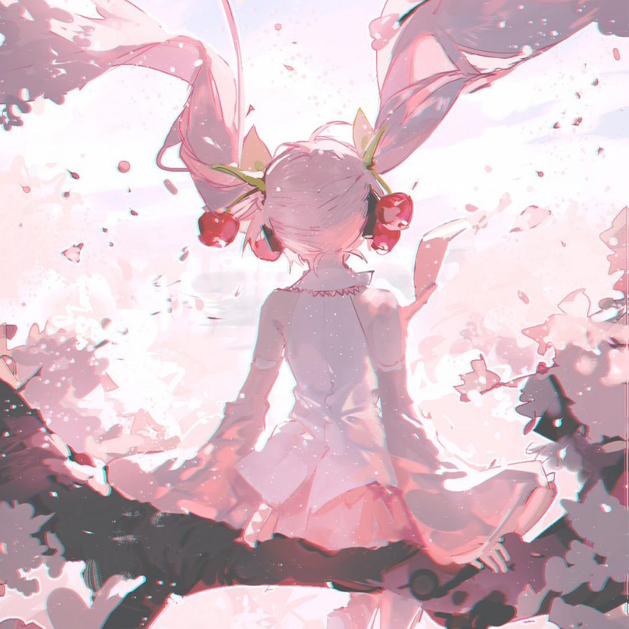 小樱哪里来