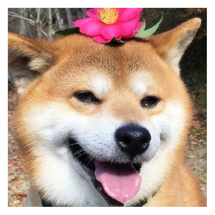 羽耒丶