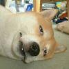 在乞力马扎罗打猎的酋长