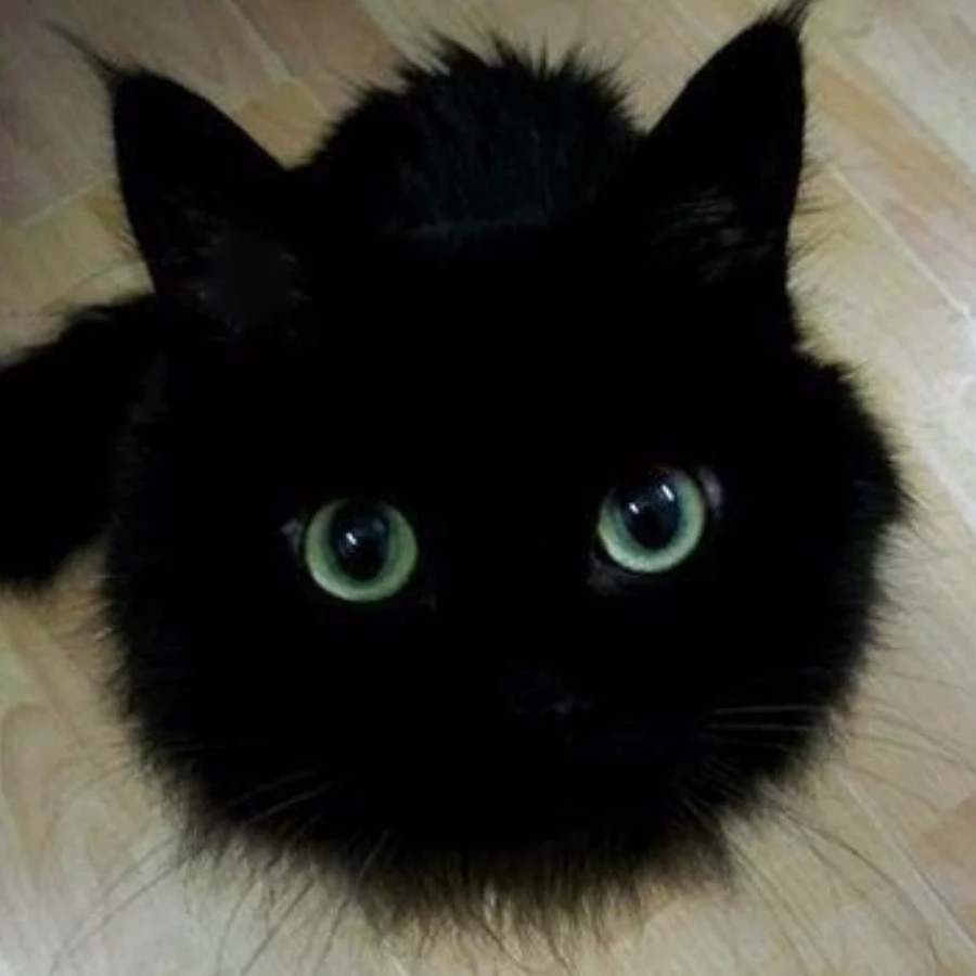 猫小黑