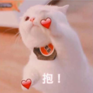 琛狸