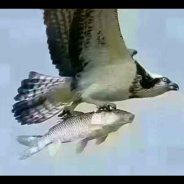 祸水东引