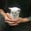 抱着奶猫