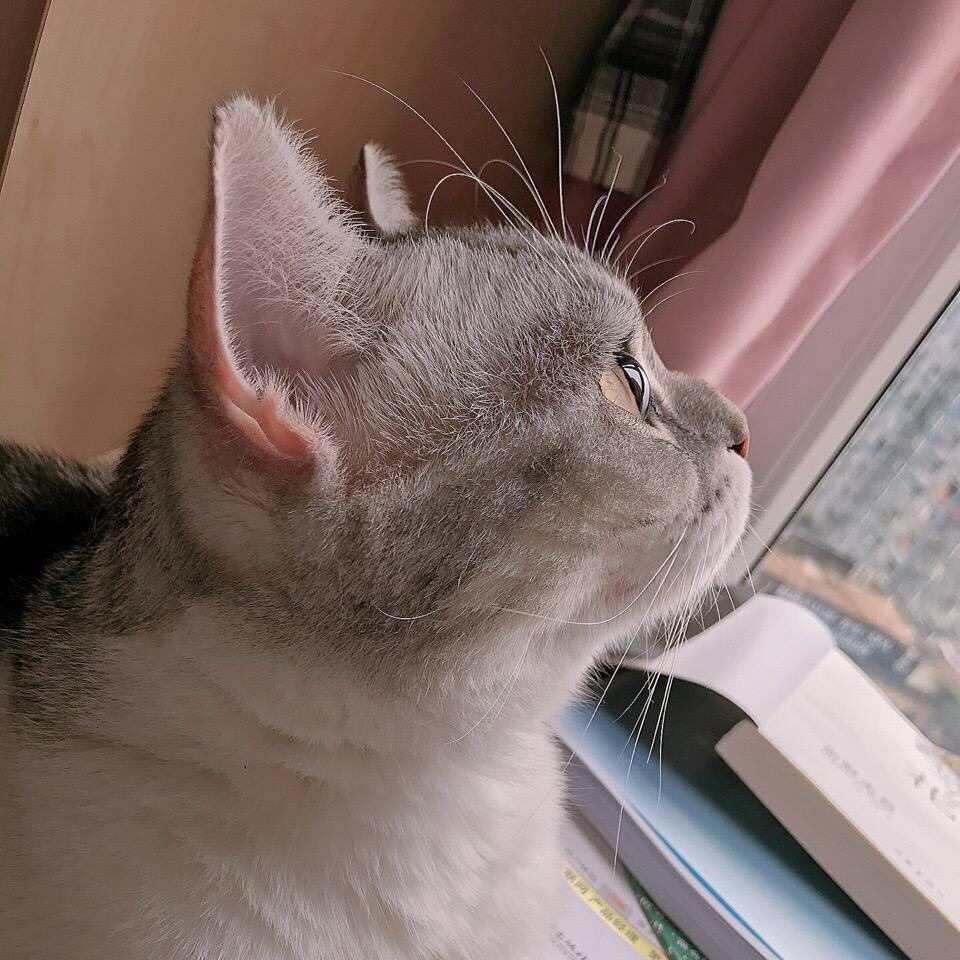 透明的河豚