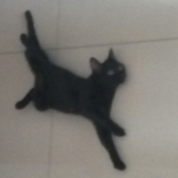 chichi