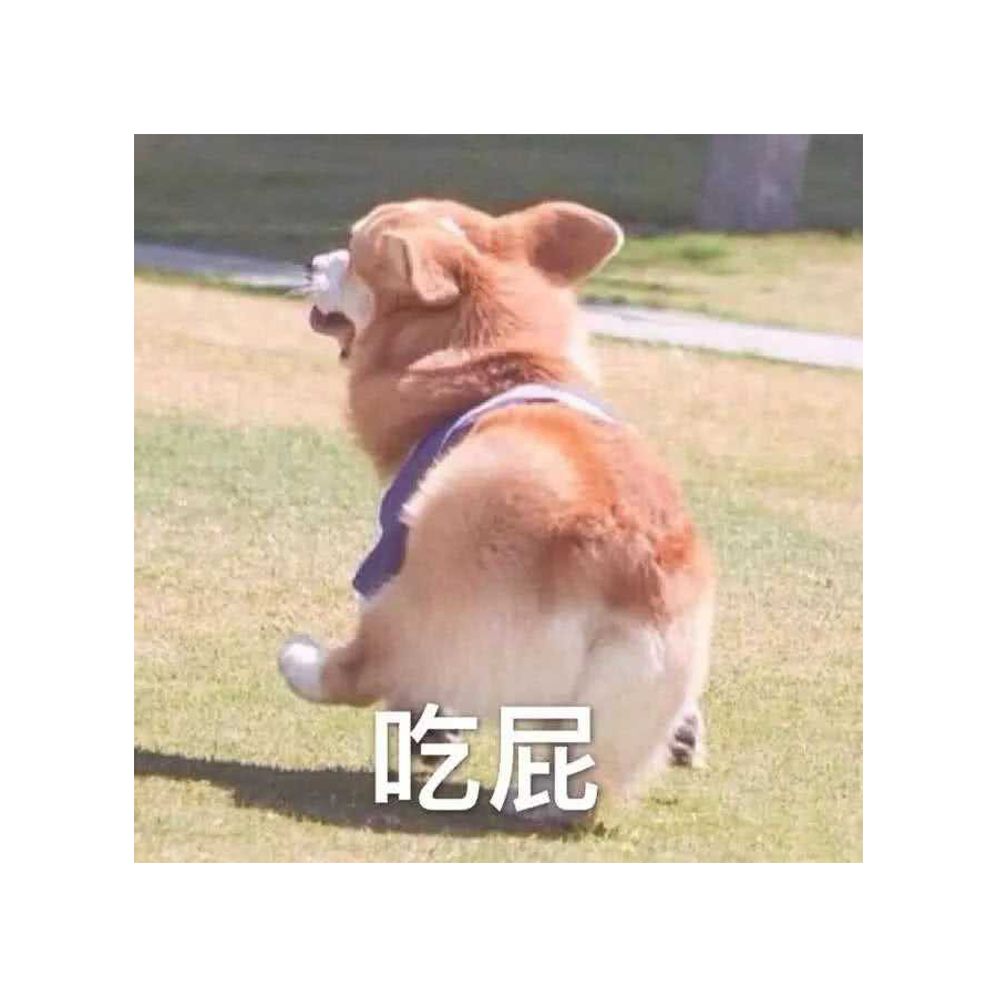 白猫和喂鱼