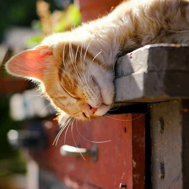 一起来捉妖(测试服)