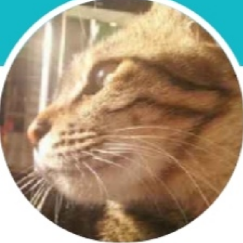猫老帅