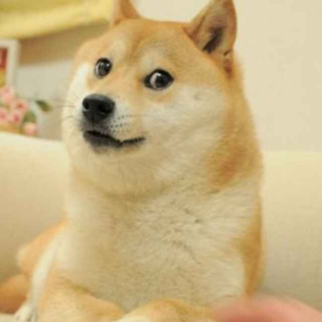 咖喱doge