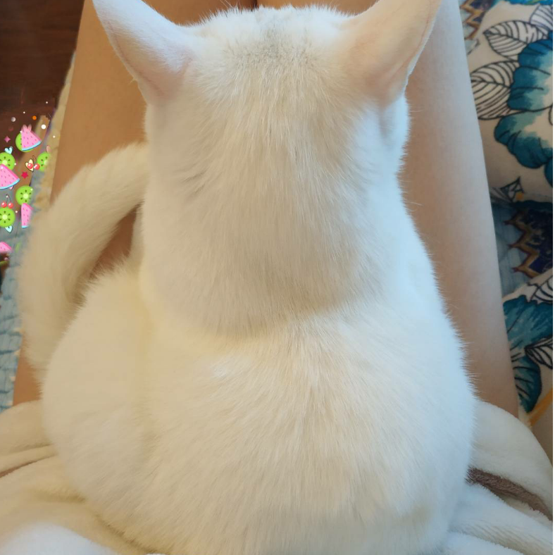 兮兮