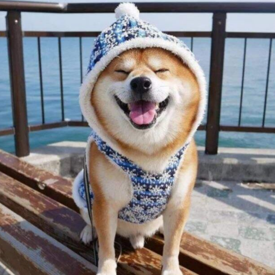 墨小白