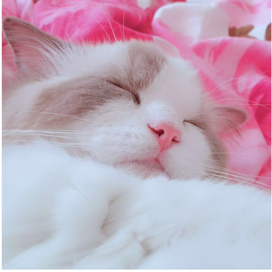 林兮子