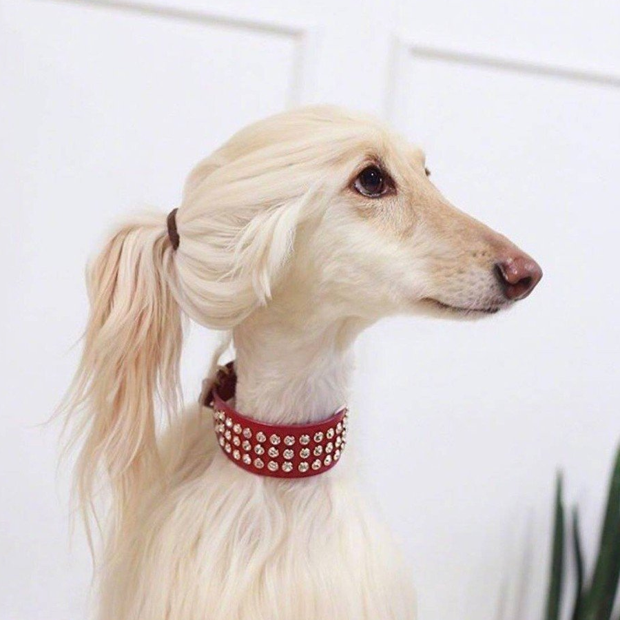 狂徒