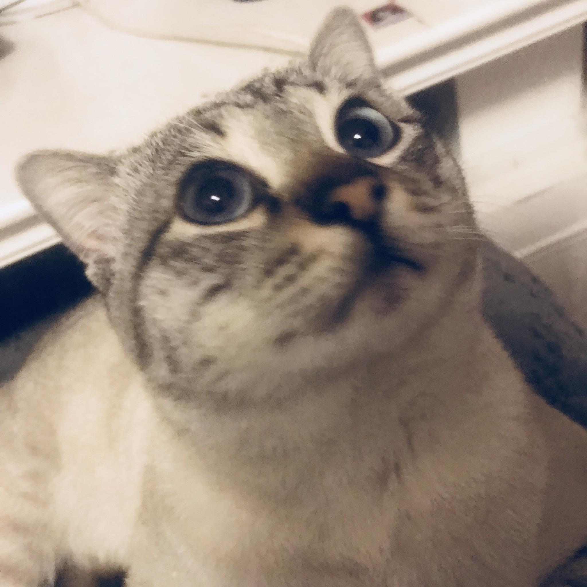 脑壳炸裂