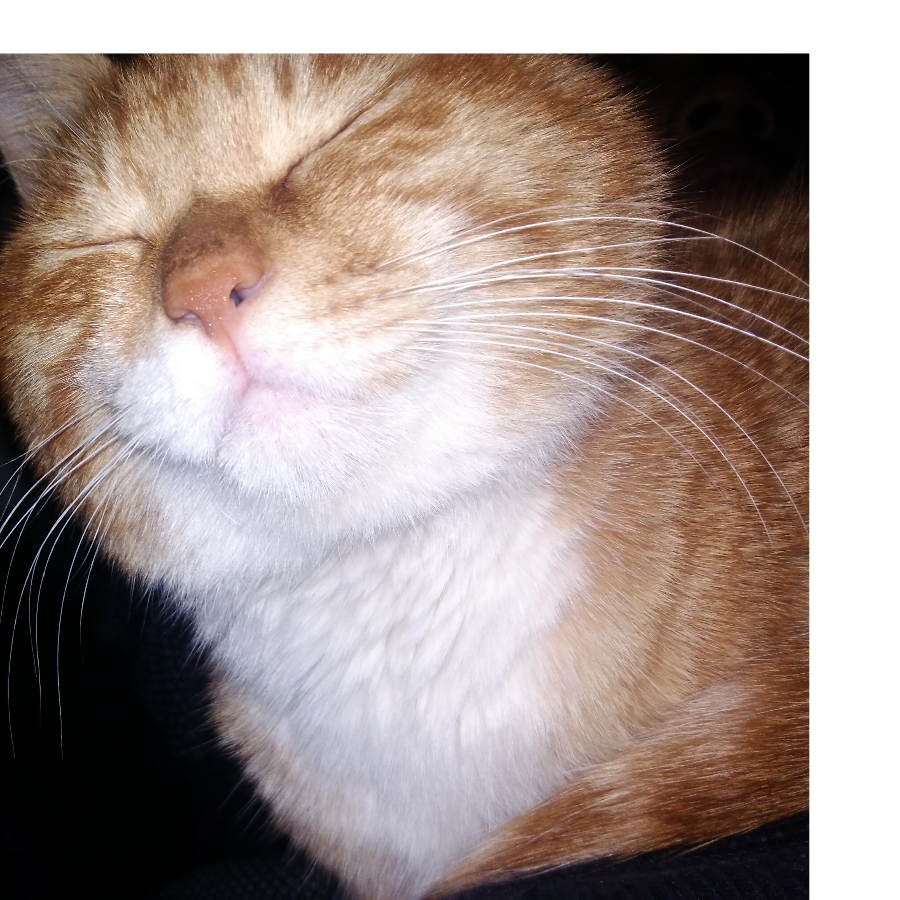 防火墙杀死了猫