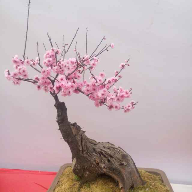 板烧麦满分