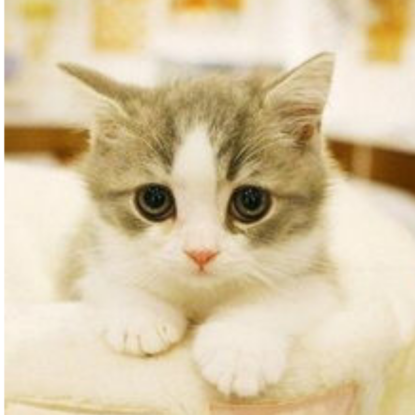 kitten