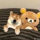 _(:з)∠)_小小明