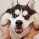 额