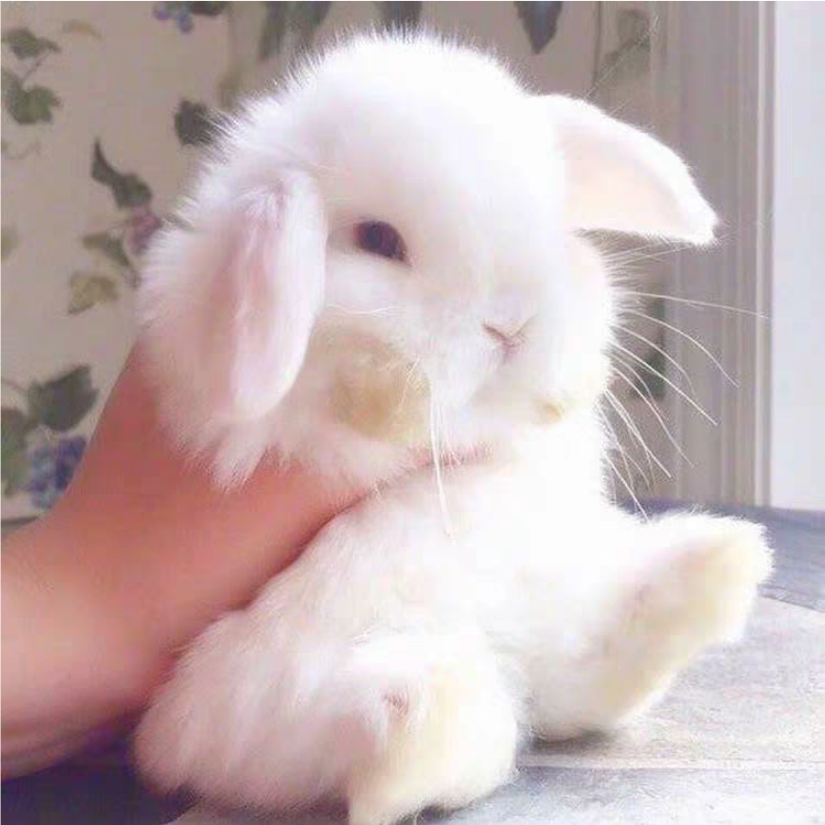 圆圆🐰是天上星