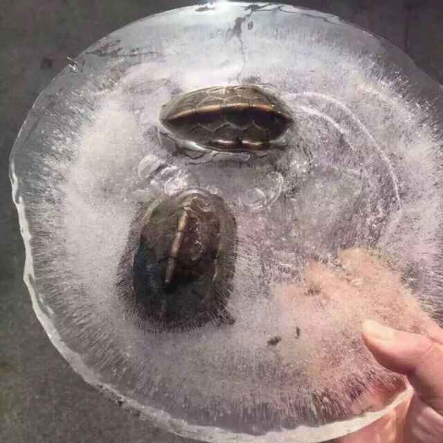 有狗粮么，单人那种