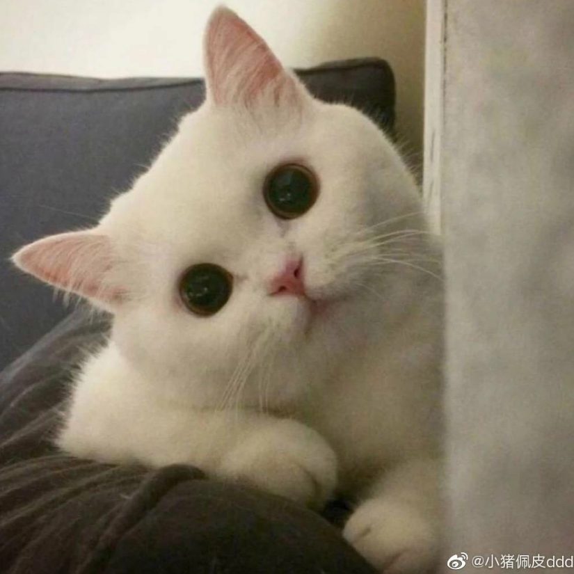尧帝。