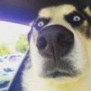 青犬