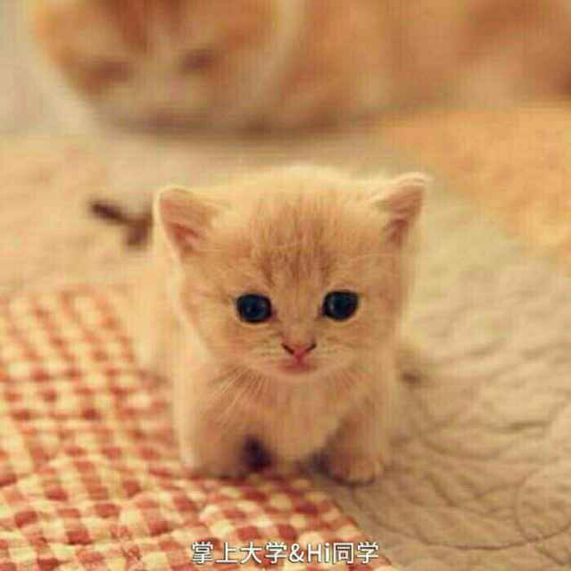 豆瓣