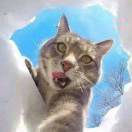 (๑• . •๑)