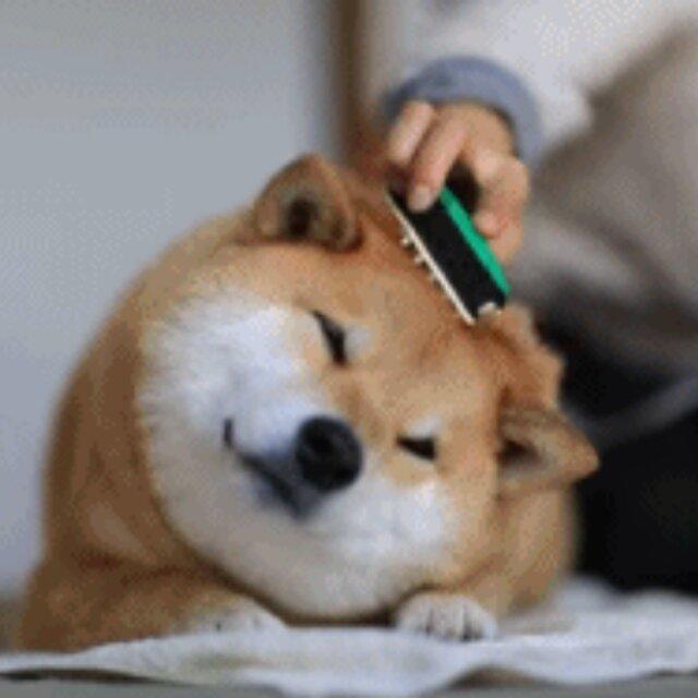 小狗才不是厨余垃圾处理器