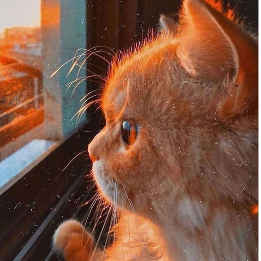 飞而