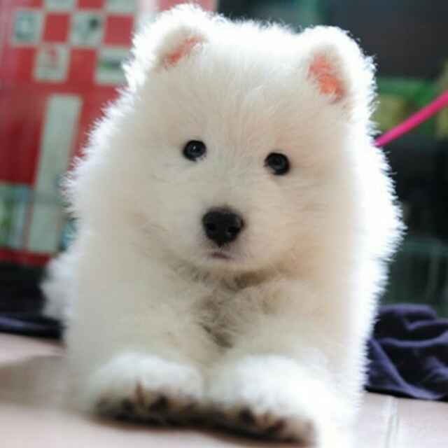 Samoyed