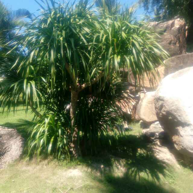 夏天